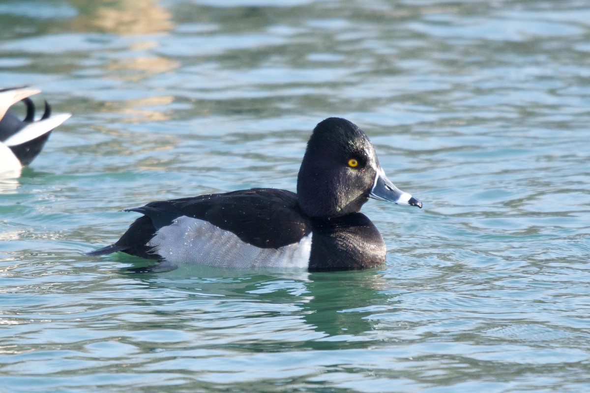 Ring-necked Duck - ML84161491