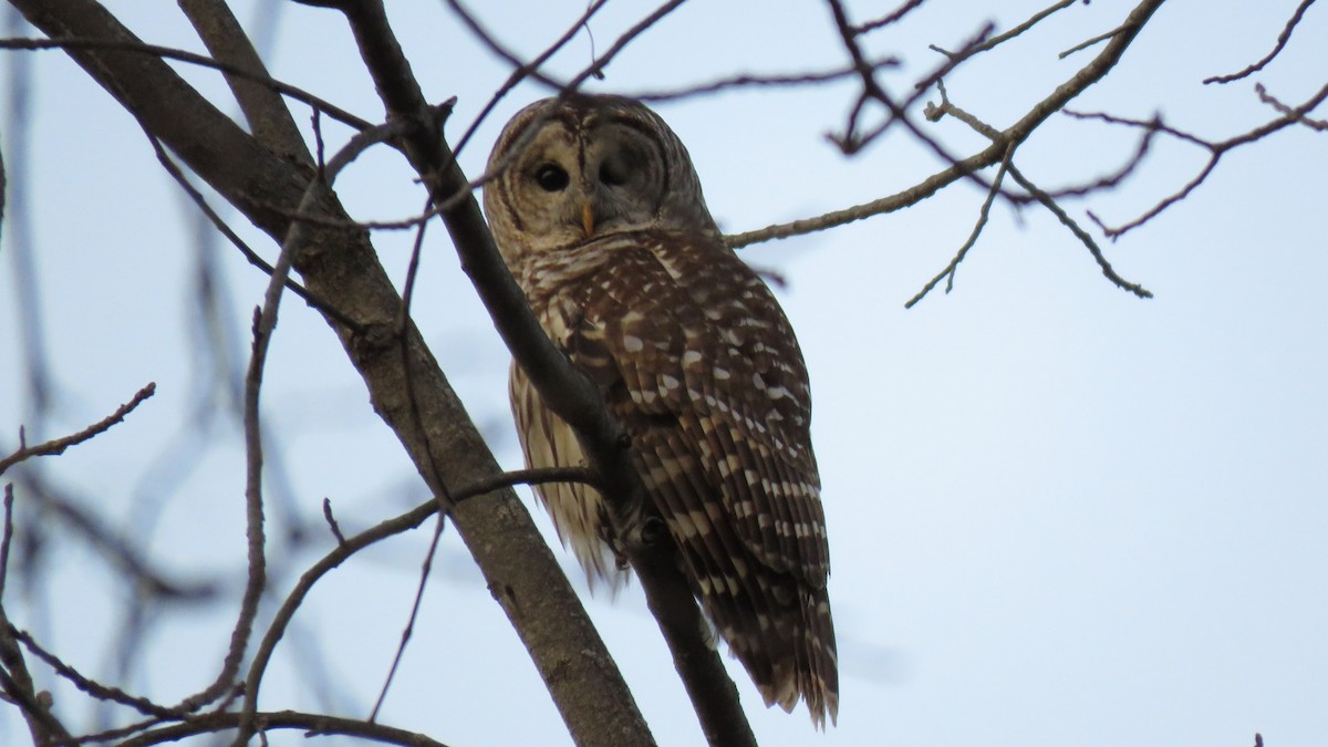 Barred Owl - Marge Bicknell