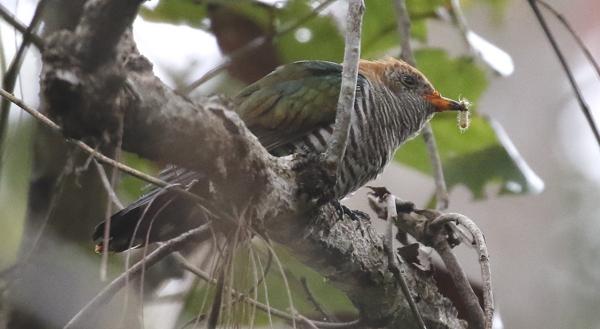 Asian Emerald Cuckoo - ML84163511