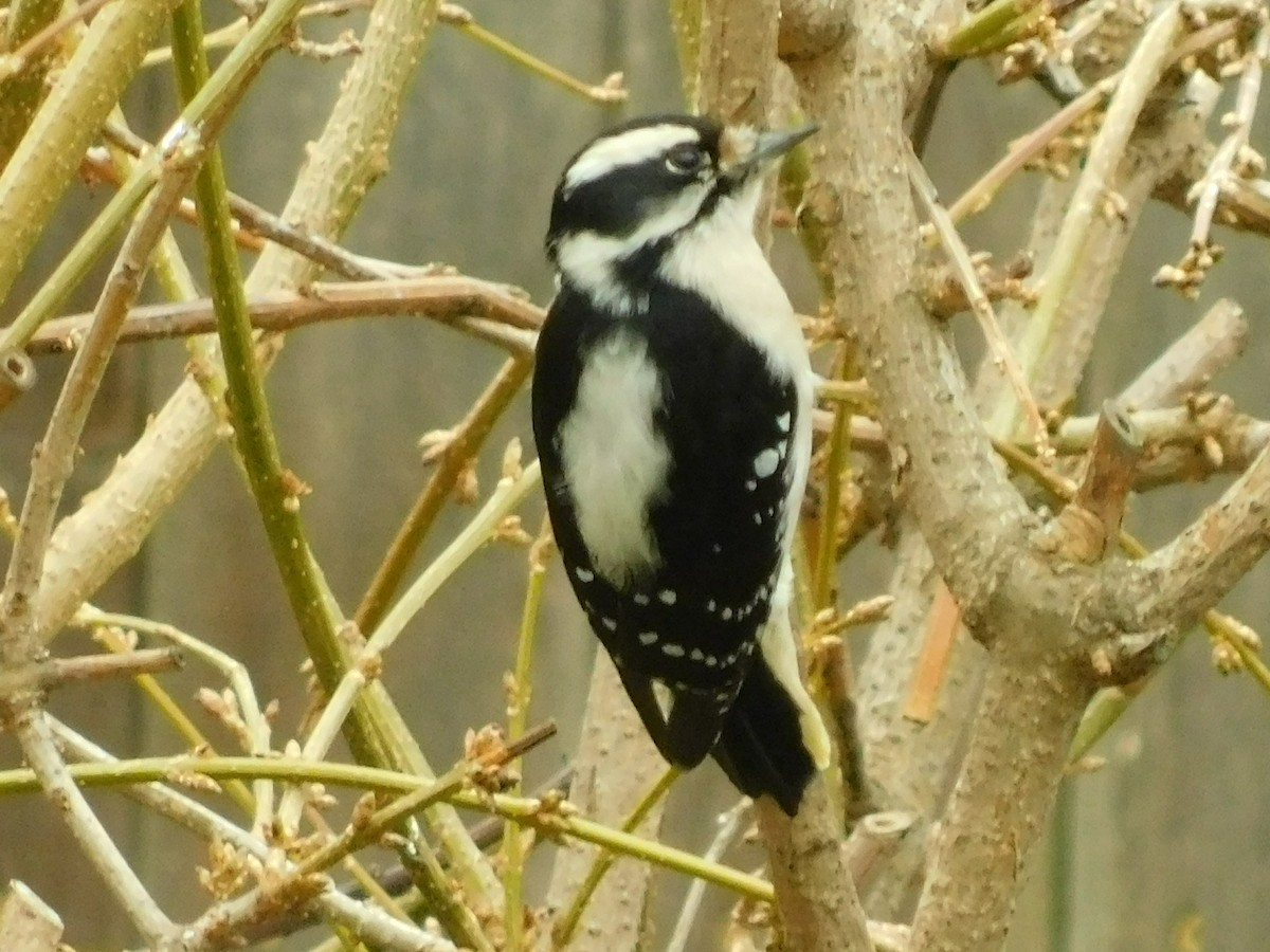 Downy Woodpecker - ML84163671