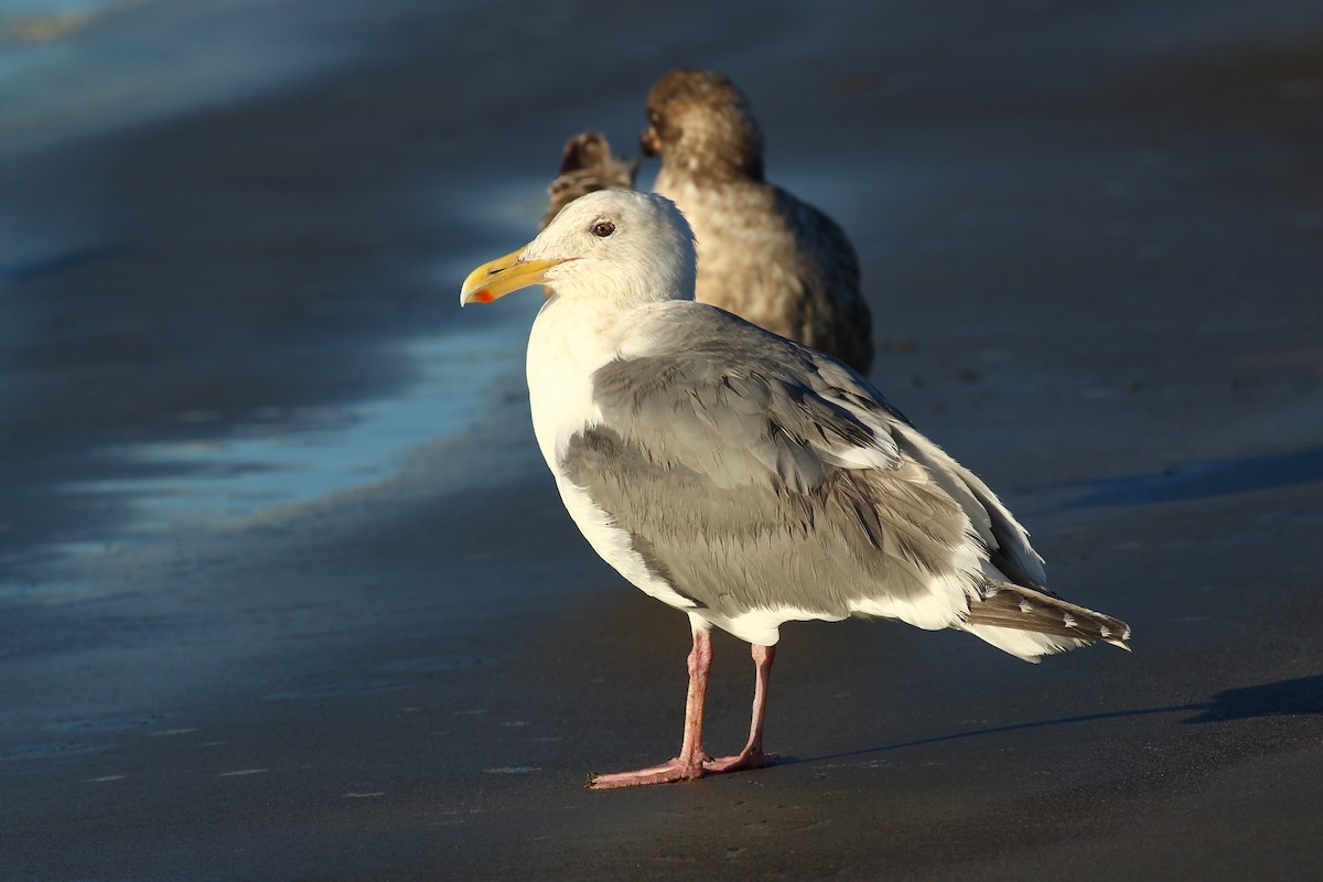 Glaucous-winged Gull - Craig Fosdick