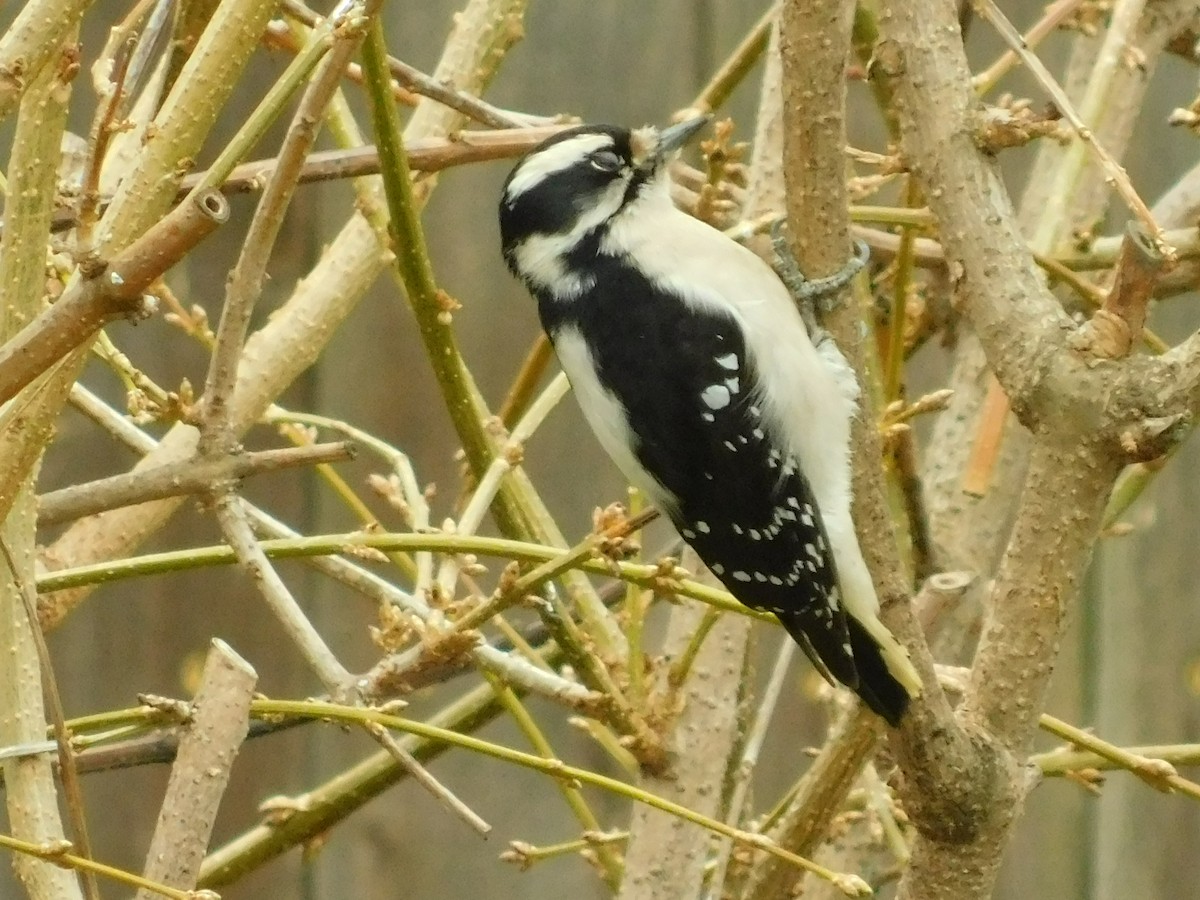 Downy Woodpecker - ML84163691