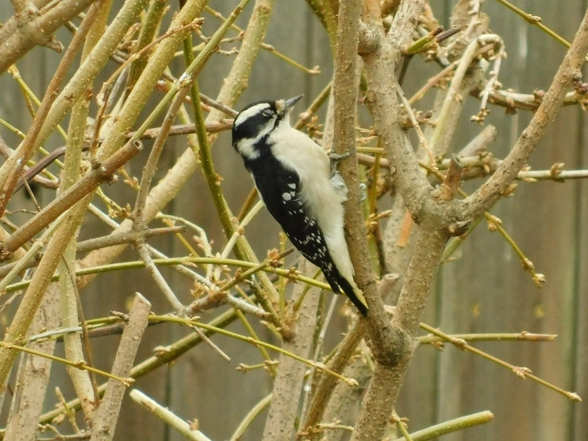 Downy Woodpecker - Linda Hagen
