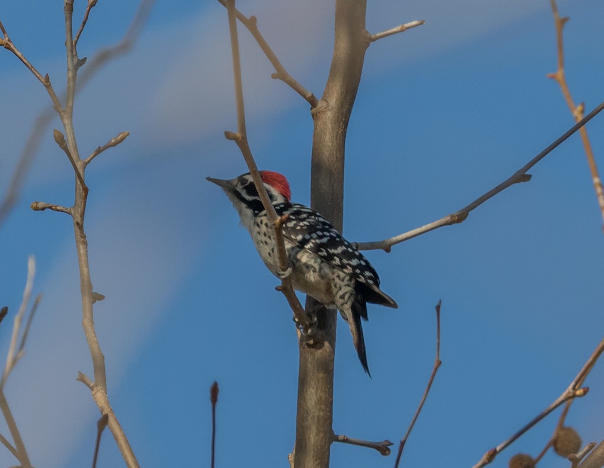 Nuttall's Woodpecker - Maury Swoveland