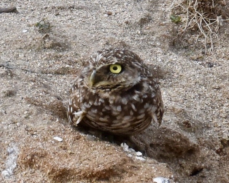 Burrowing Owl - ML84167511