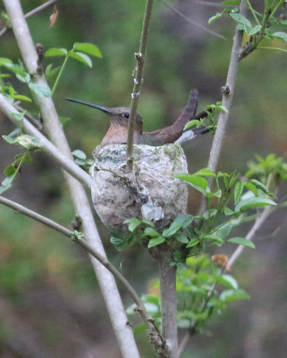 Giant Hummingbird - Anonymous
