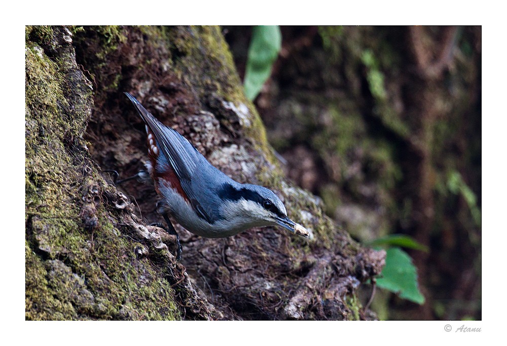 Chestnut-vented Nuthatch - Bng Liocichlas (Group Account)