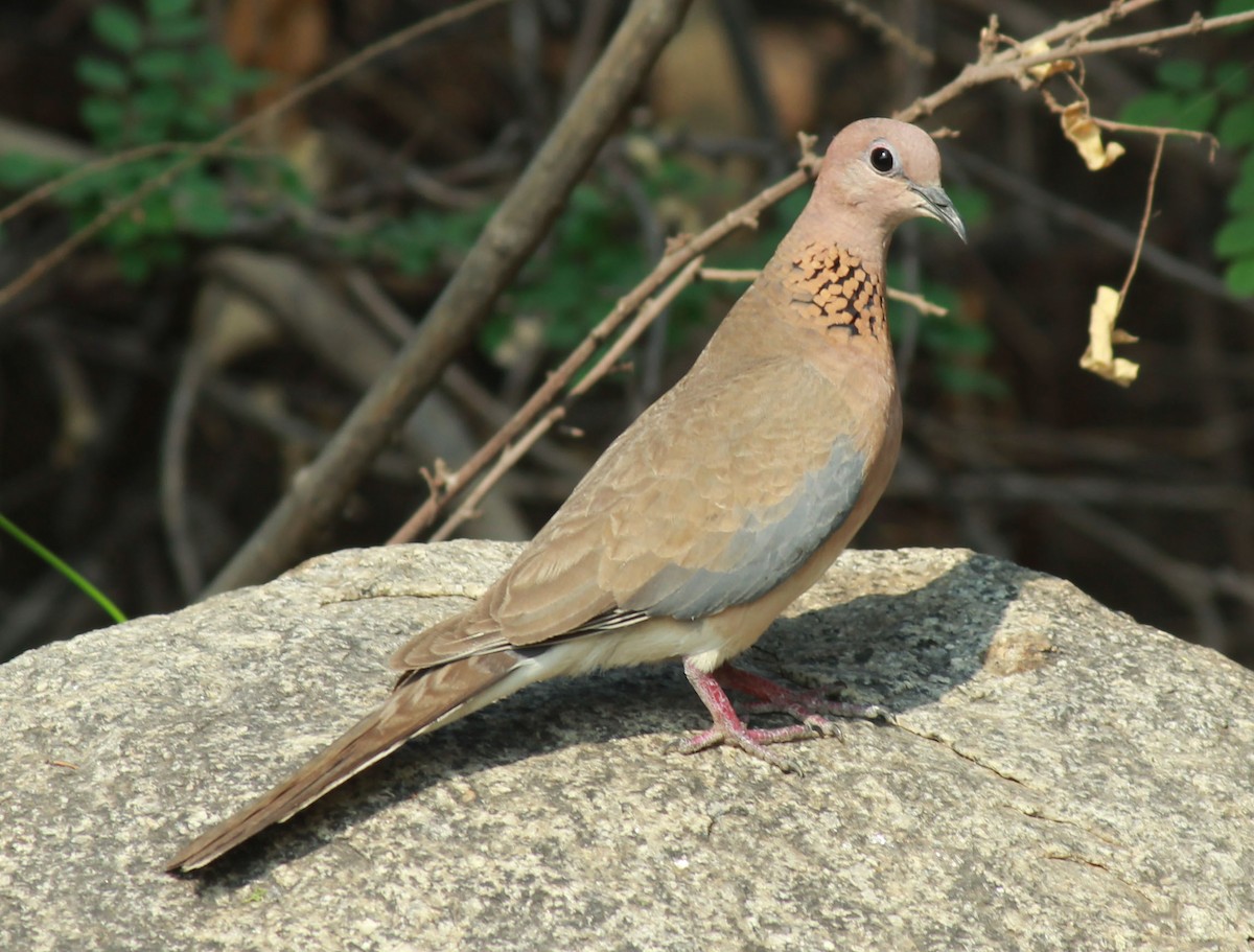Laughing Dove - ML84171321