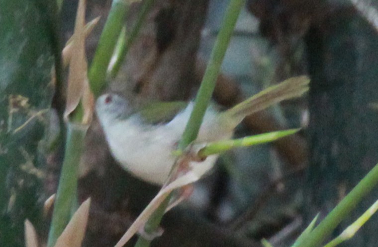 Common Tailorbird - nizam k