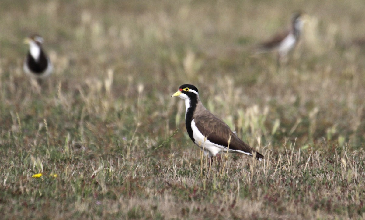 Banded Lapwing - Paul Brooks