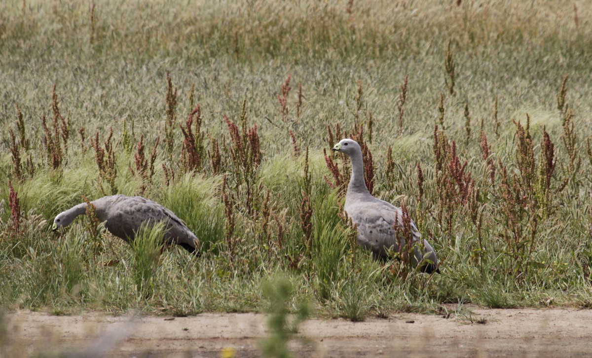 Cape Barren Goose - Paul Brooks