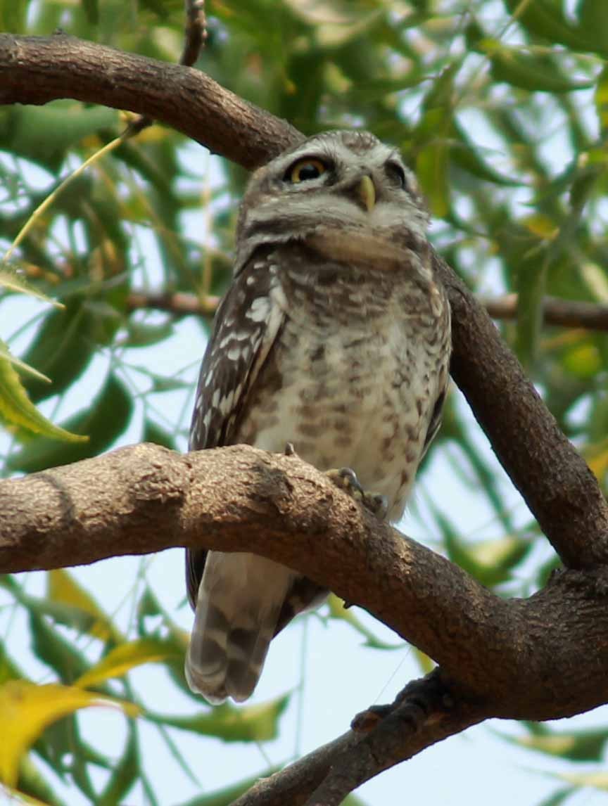 Spotted Owlet - nizam k