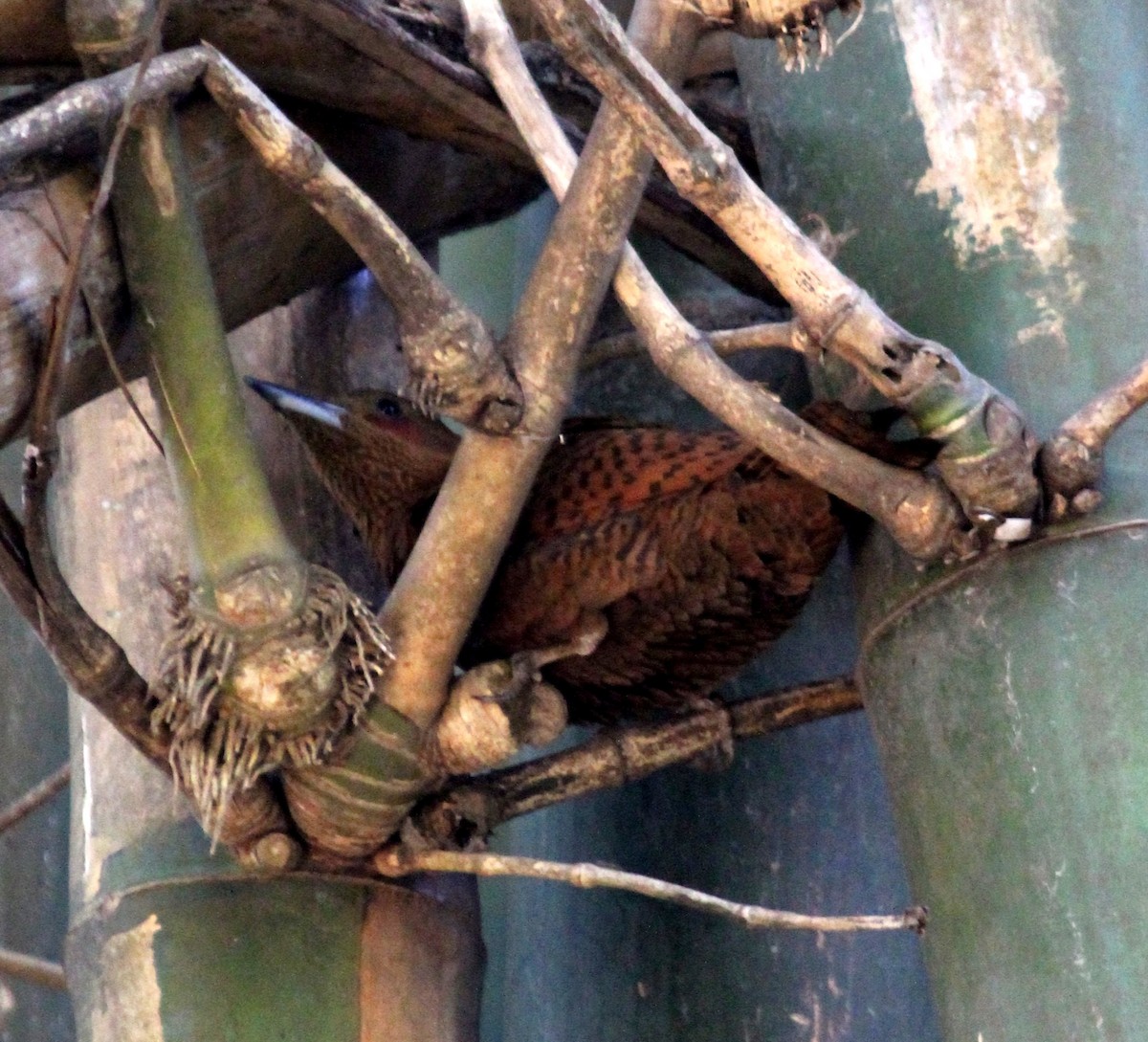 Rufous Woodpecker - Sipu Kumar