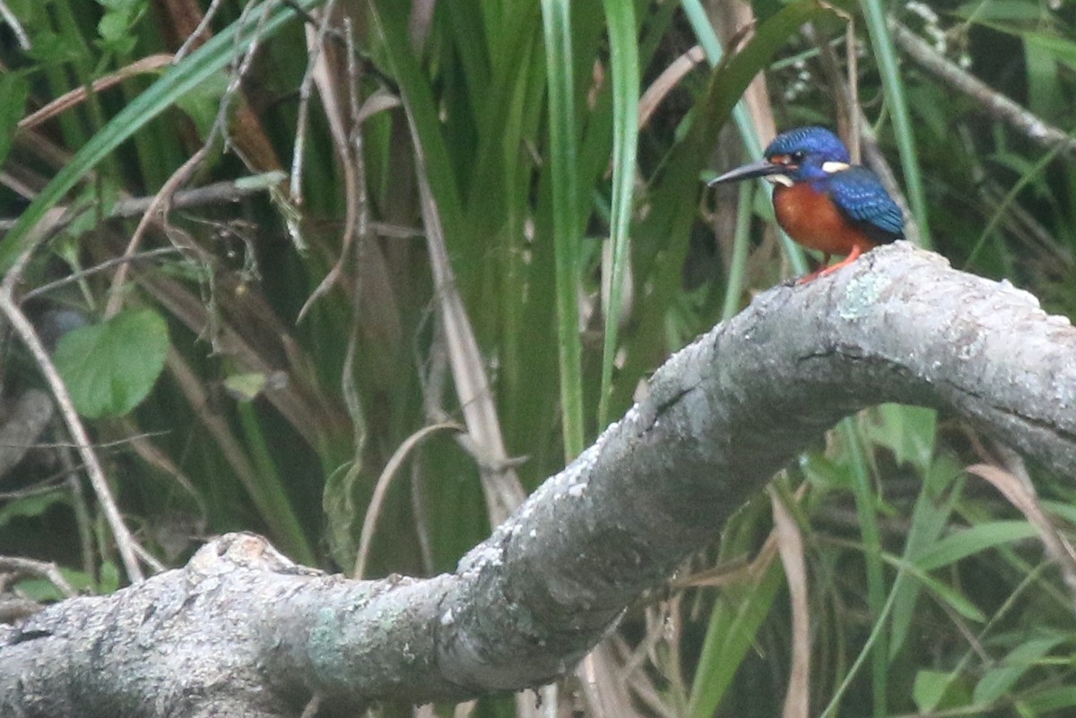 Blue-eared Kingfisher - ML84172681