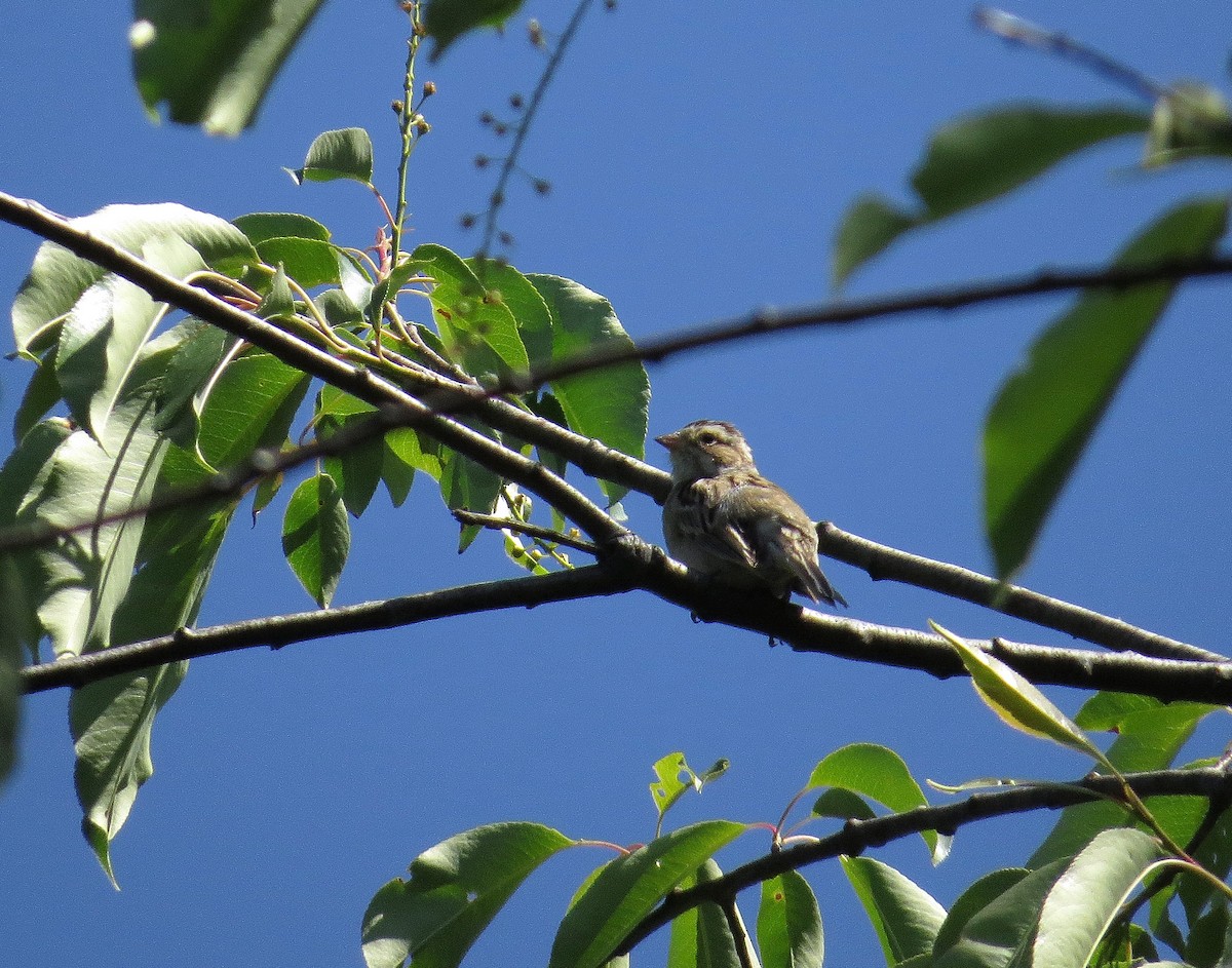 Clay-colored Sparrow - Bennie Saylor