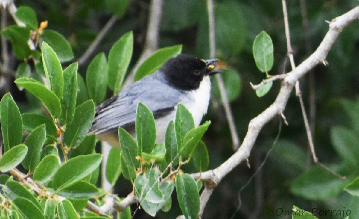 Black-capped Warbling Finch - ML84173271