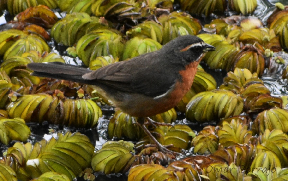 Black-and-rufous Warbling Finch - ML84173281