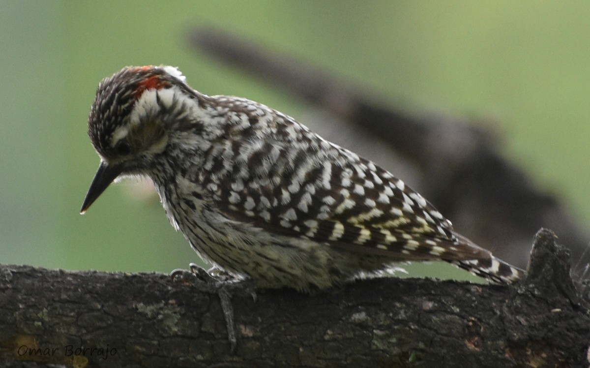 Checkered Woodpecker - Omar Borrajo