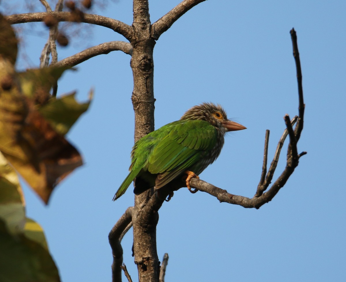 Lineated Barbet - ML84174311