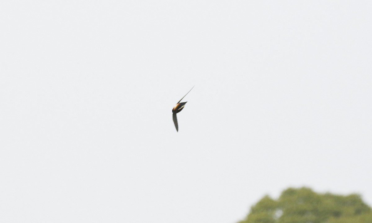 Silver-backed Needletail - ML84175051