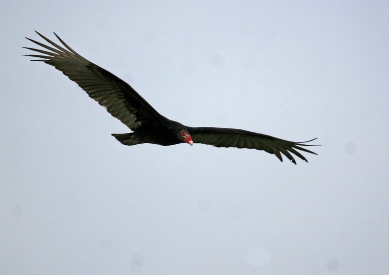 Turkey Vulture - ML84175291