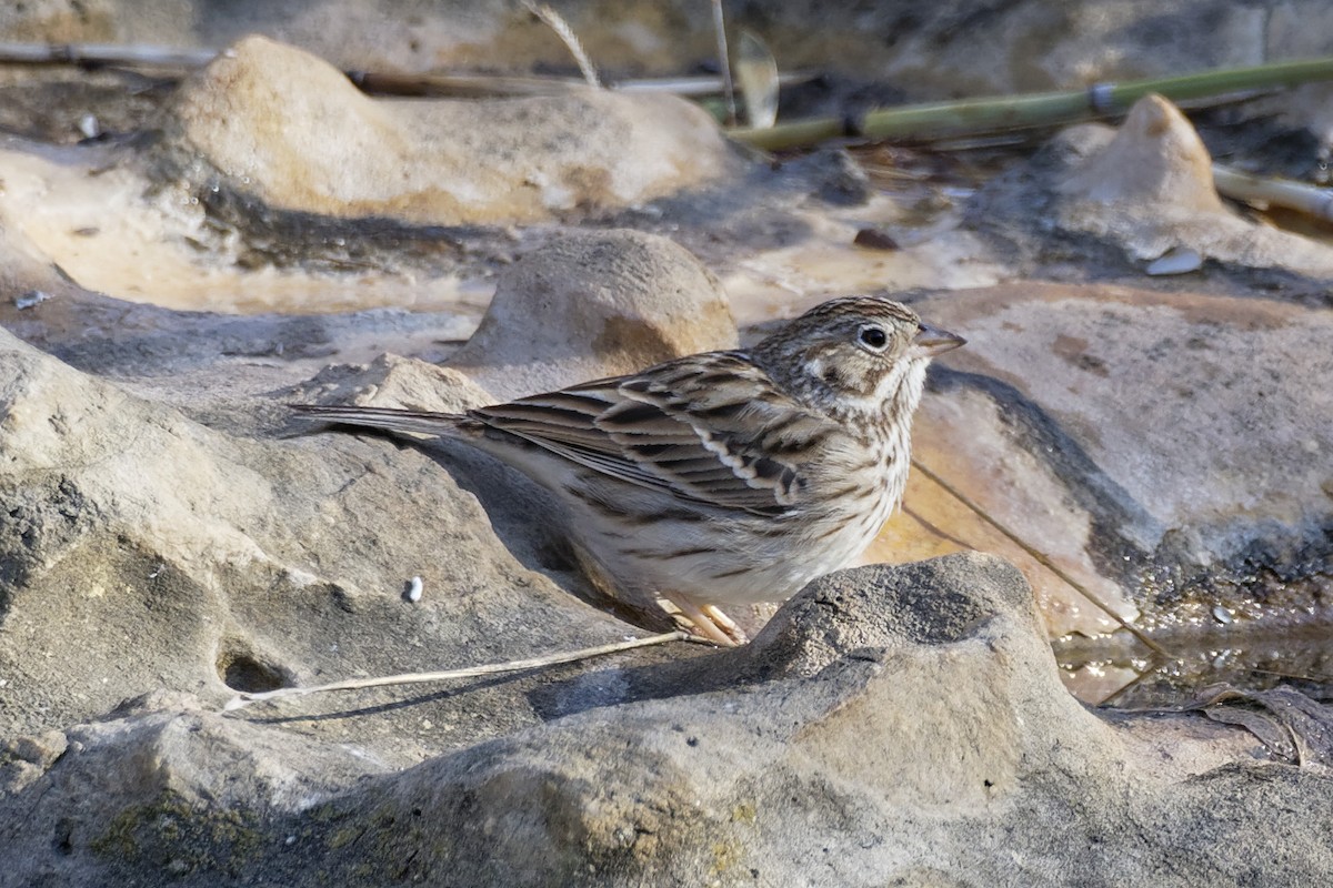 Vesper Sparrow - Dina Perry