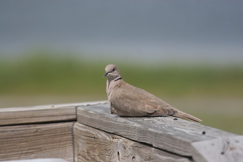 Eurasian Collared-Dove - Nancy Houlihan