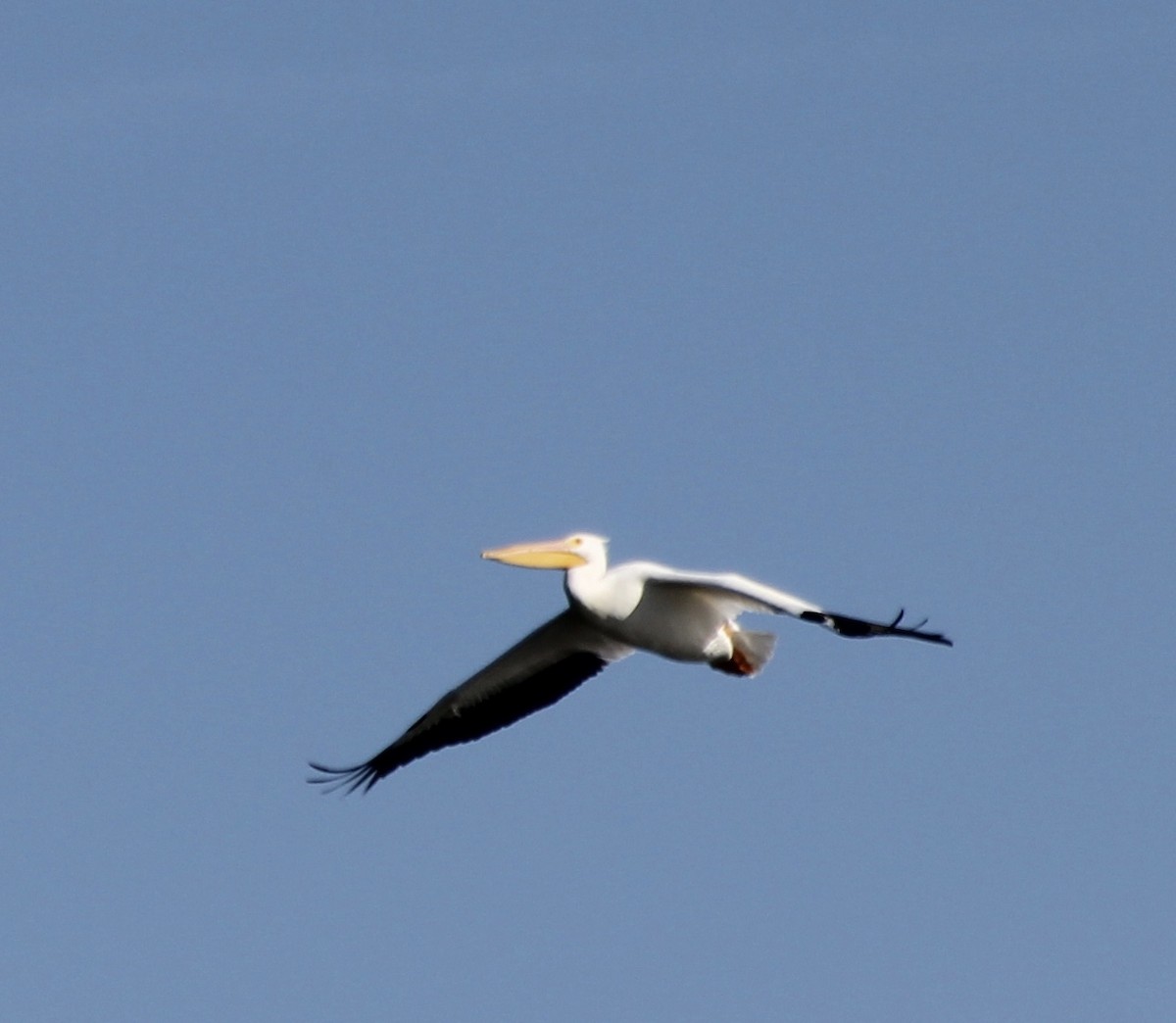 American White Pelican - ML84176781