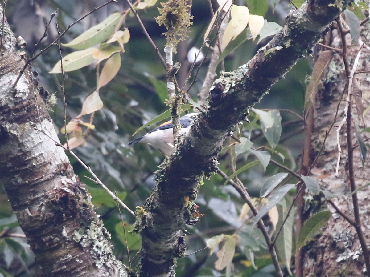 White-browed Shrike-Babbler - ML84177621