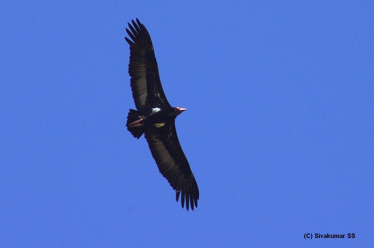 Red-headed Vulture - ML84177691