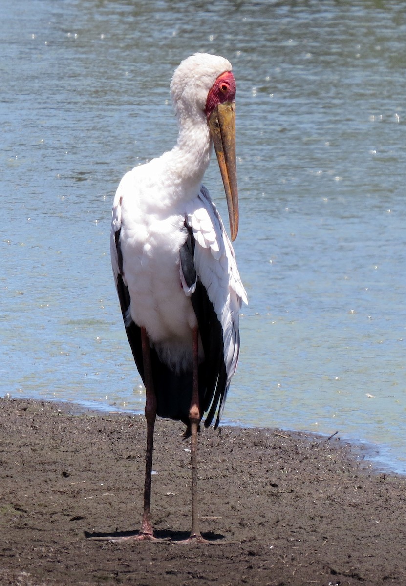 Yellow-billed Stork - Pat McKay