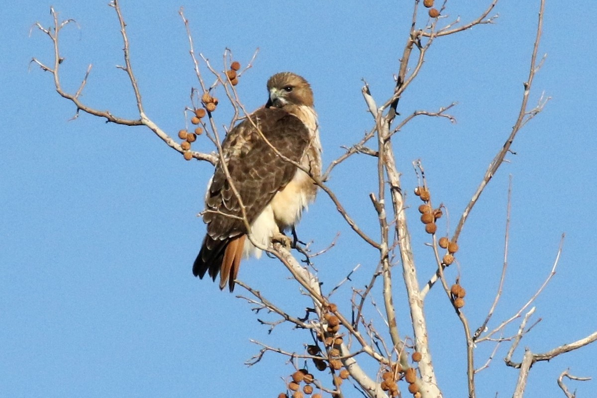 Red-tailed Hawk - ML84178051
