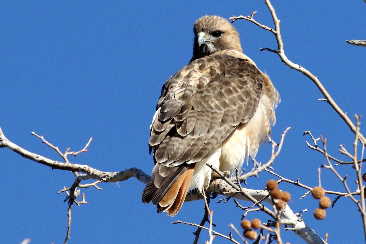 Red-tailed Hawk - ML84178071