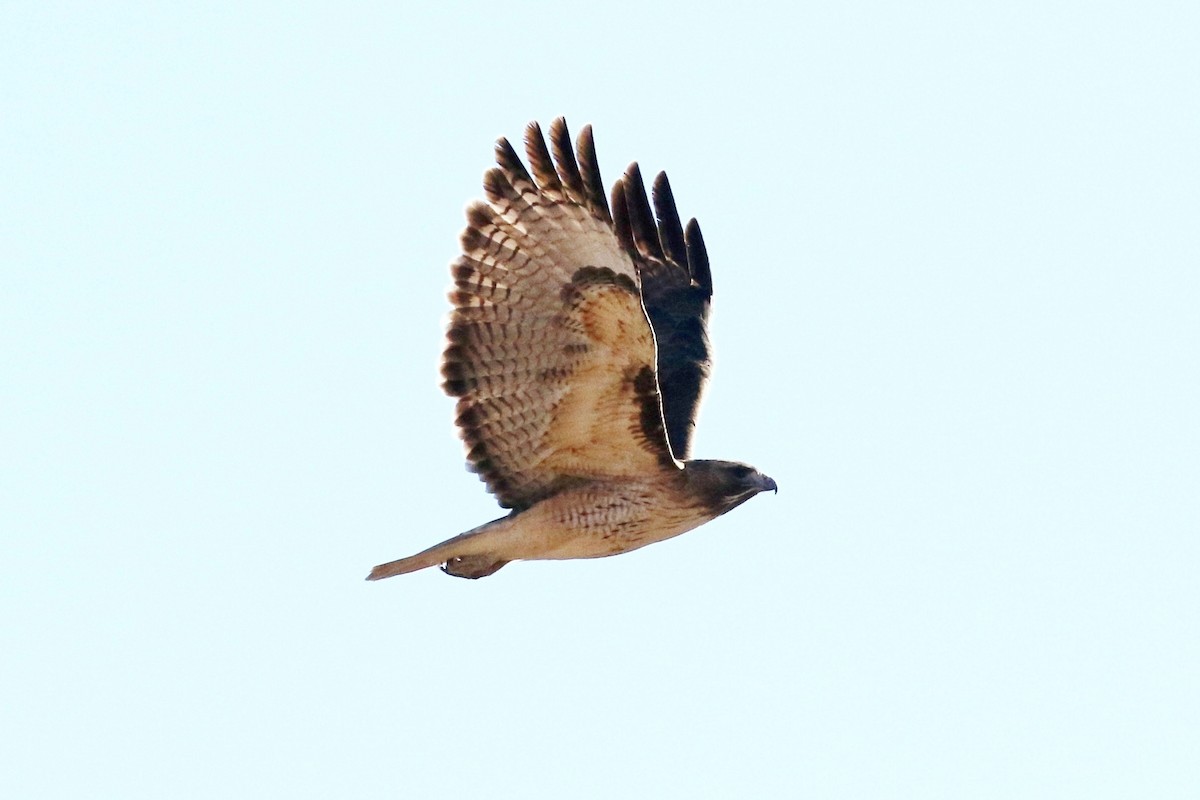 Red-tailed Hawk - ML84178101