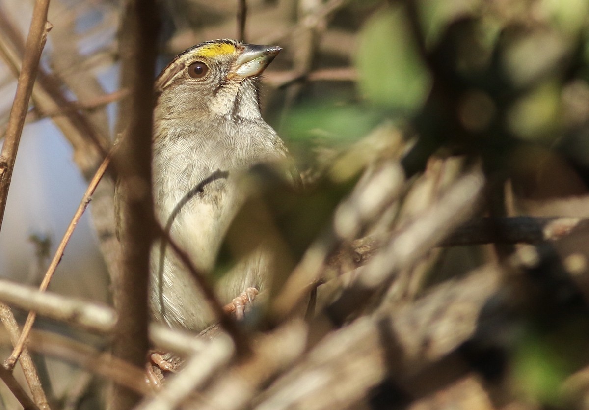 White-throated Sparrow - Charlotte Farrell