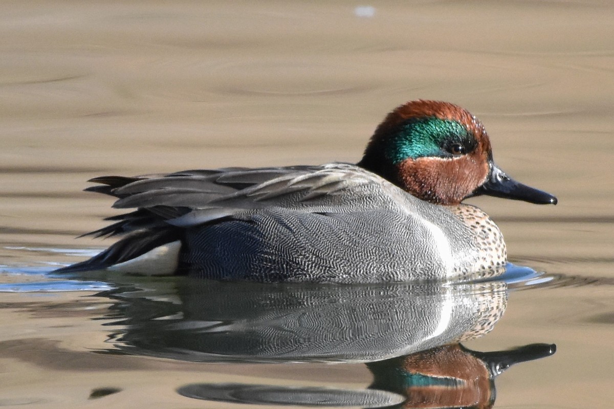 Green-winged Teal - ML84180671