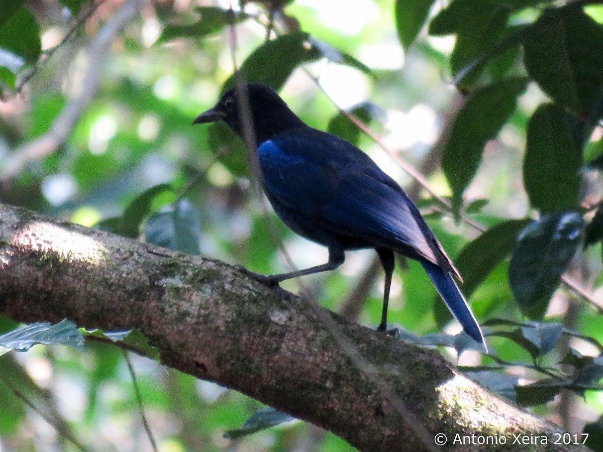 Малабарская синяя птица - ML84181281
