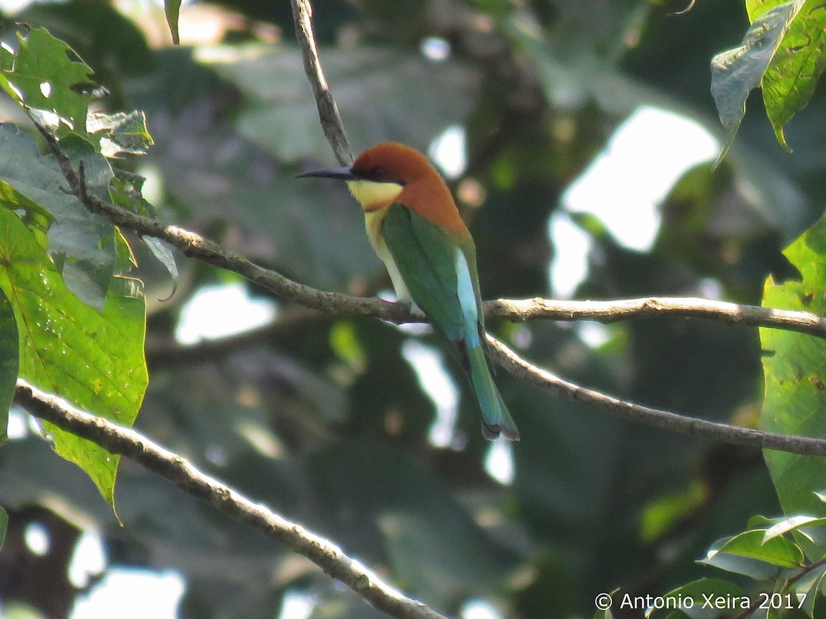 Chestnut-headed Bee-eater - ML84181351