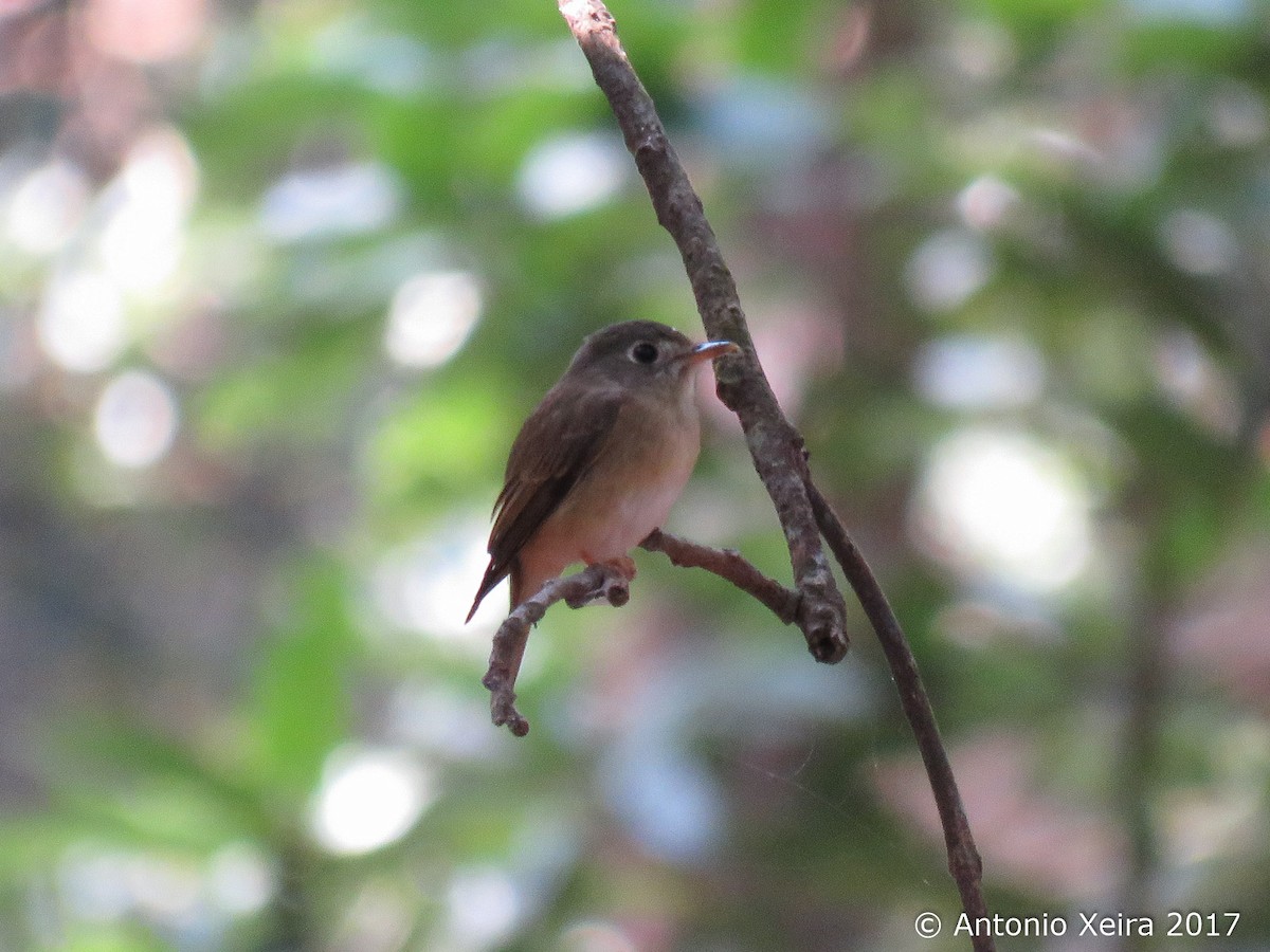 Brown-breasted Flycatcher - ML84182261