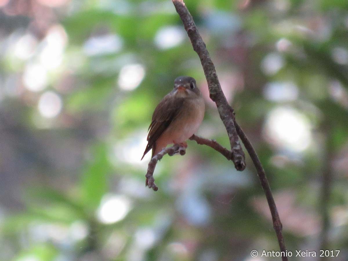 Brown-breasted Flycatcher - ML84182271
