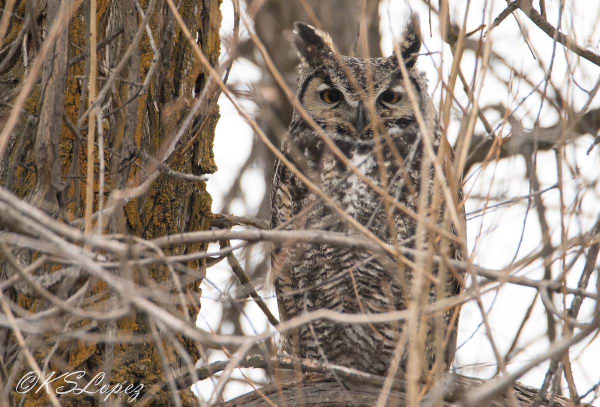 Great Horned Owl - ML84186361