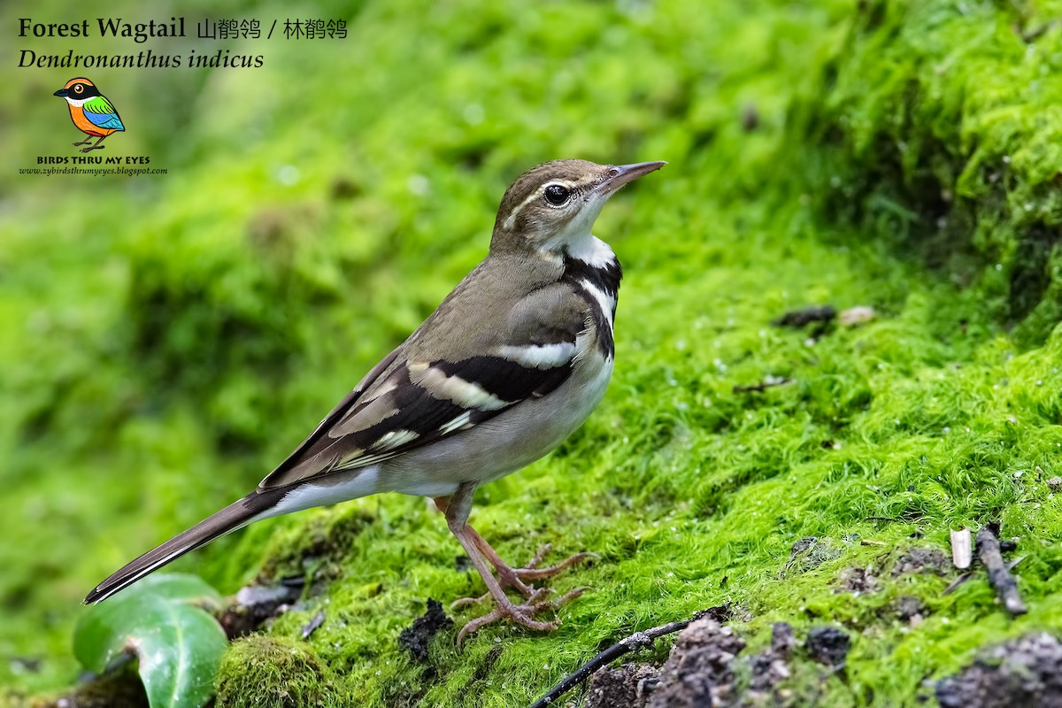 Forest Wagtail - ML84186771