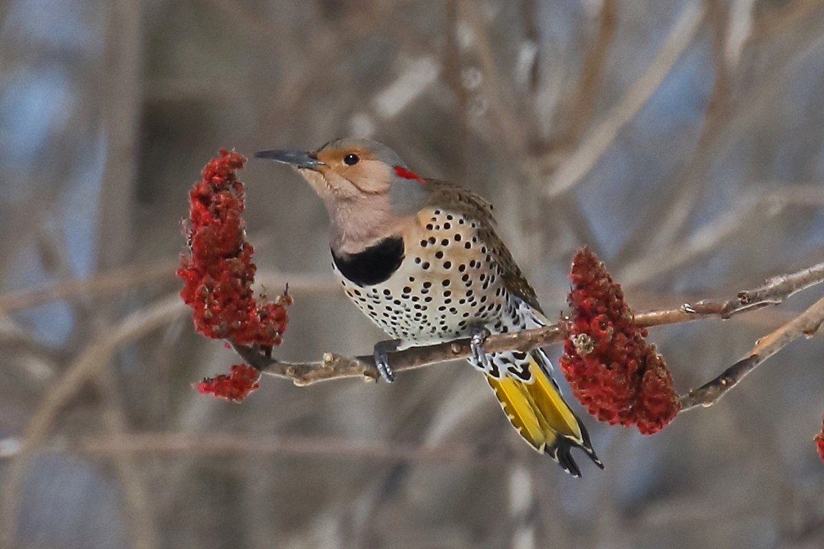 Northern Flicker (Yellow-shafted) - Joe Wing