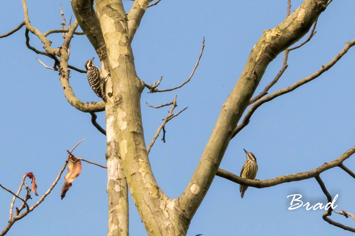 Philippine Pygmy Woodpecker - Brad Argue