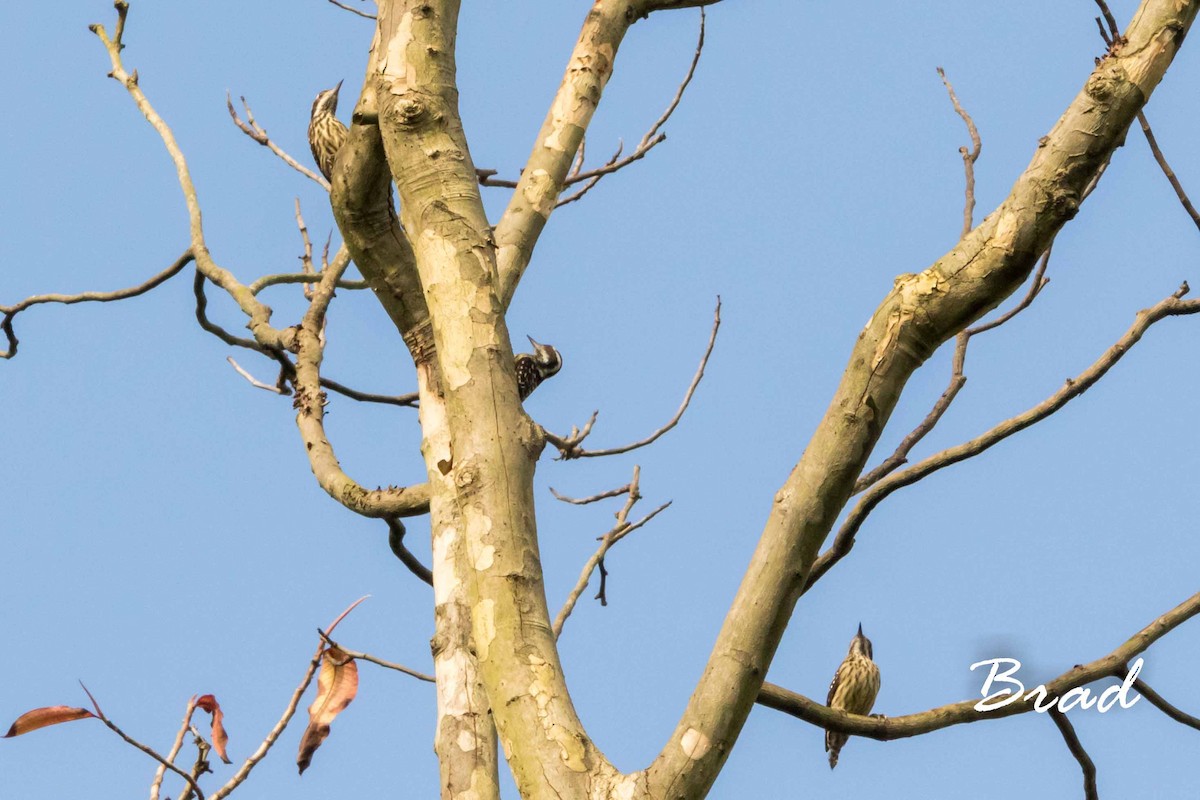 Philippine Pygmy Woodpecker - ML84189311