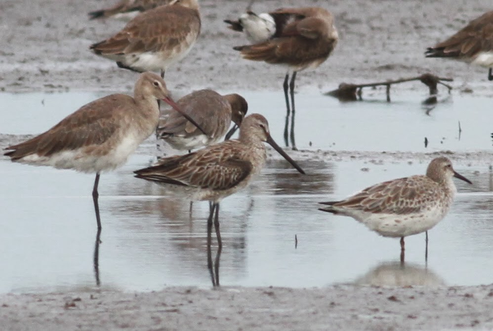 Asian Dowitcher - ML84190351