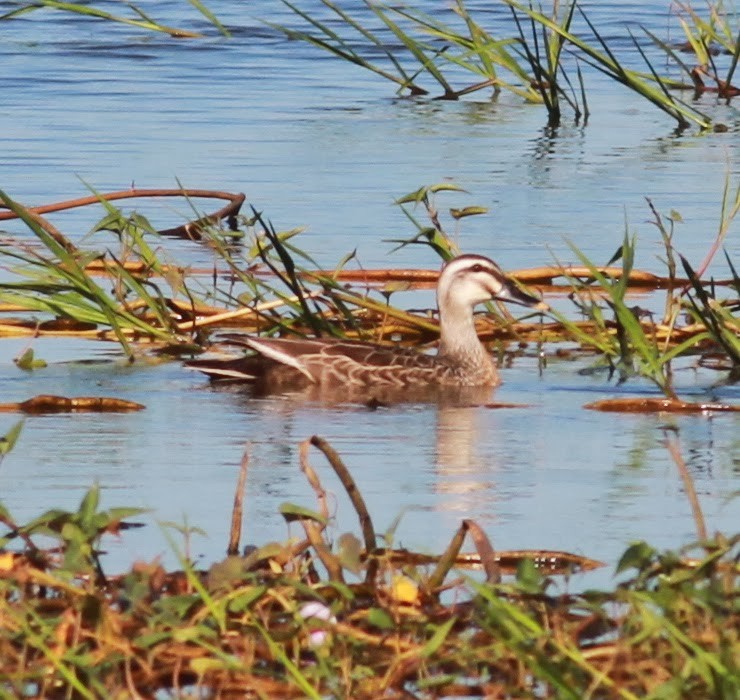 Eastern Spot-billed Duck - Paul Bourdin