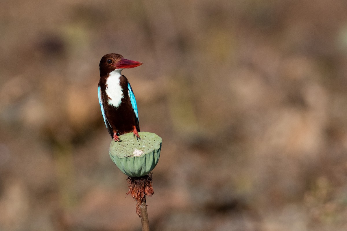 White-throated Kingfisher - Zhong Ying Koay