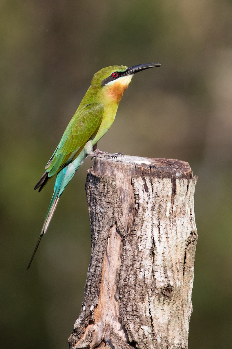 Blue-tailed Bee-eater - ML84191921