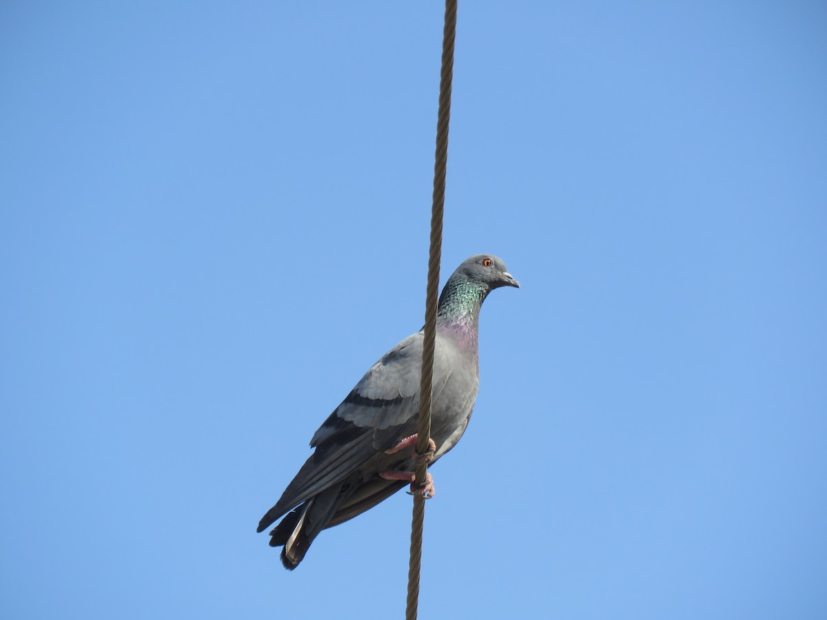 Rock Pigeon (Feral Pigeon) - Selvaganesh K